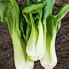 Chou pak choi pièce