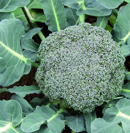Brocolis 500g