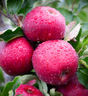 Pommes Red Prince kg