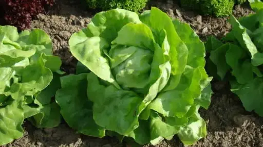 Laitues pommée verte pièce
